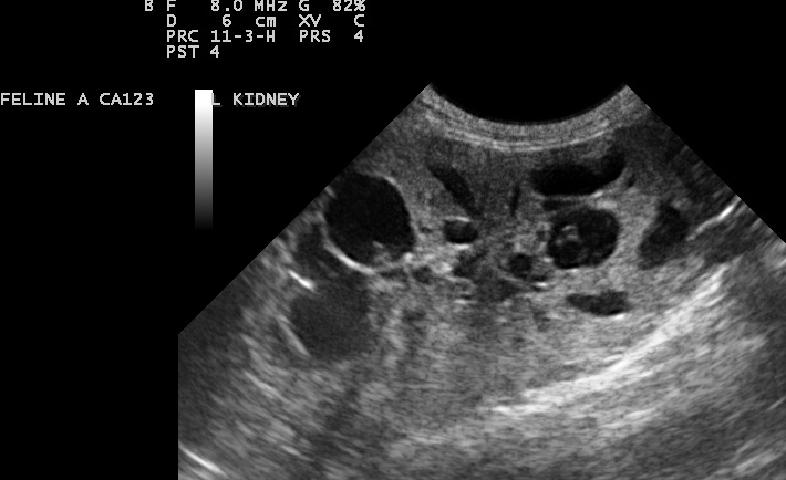 Cat with cysts in the kidney