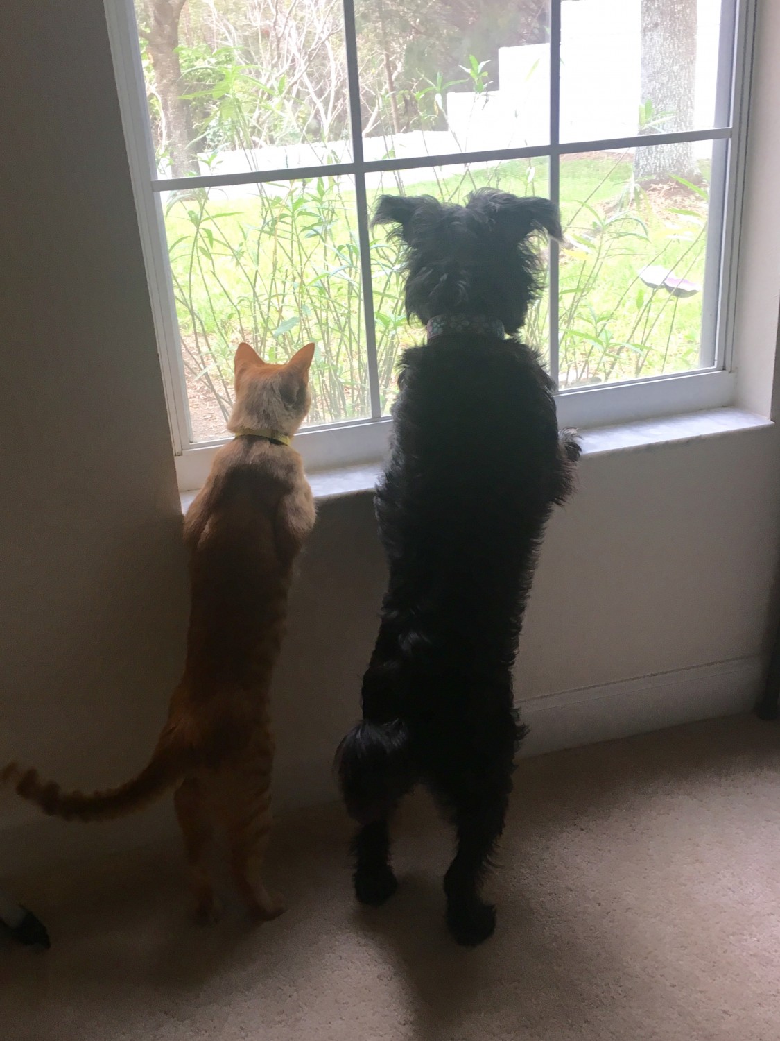 Gracie and Sherbert at the window