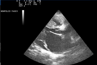 Thickened ventricle wall and dilated atrium in cat