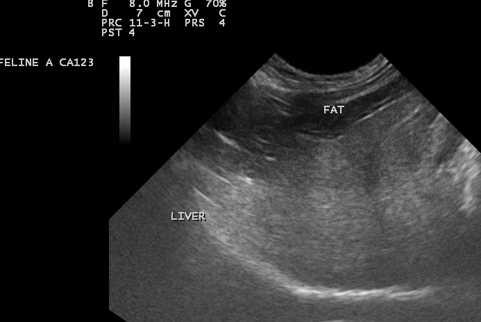 Cat with fatty liver disease