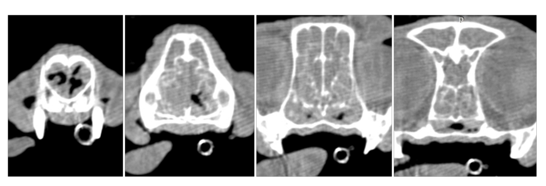 feline chronic rhinitis feline chronic rhinitis
