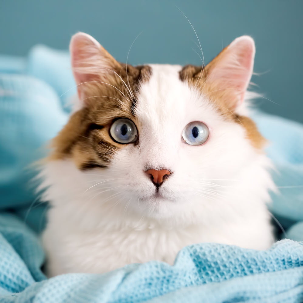 Cat with blue background